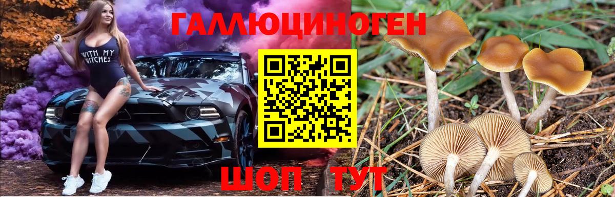 Псилоцибиновые грибы Дубна